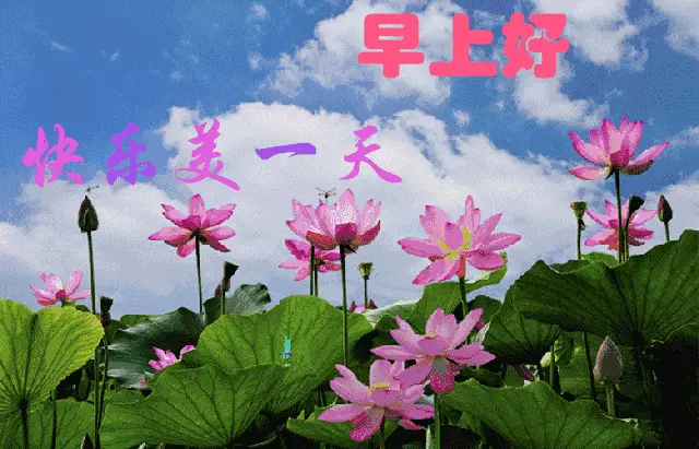 原创7张最新漂亮早上好问候动态表情图片好看的早安问候免打字动态