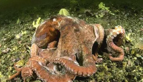 世界上最大的章鱼北太平洋巨型章鱼到底有多大重达272公斤