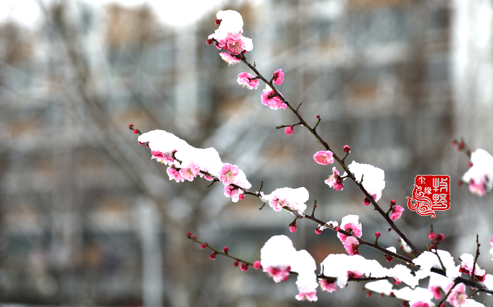 迎雪吐艳,临沂大学傲雪红梅惊艳了2020年第三场雪