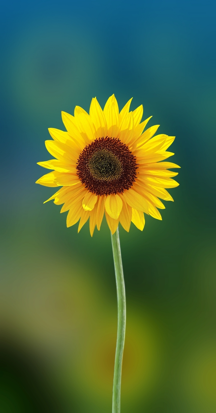 自己做一个壁纸用! - 华为mate30系列分享交流 花粉俱乐部