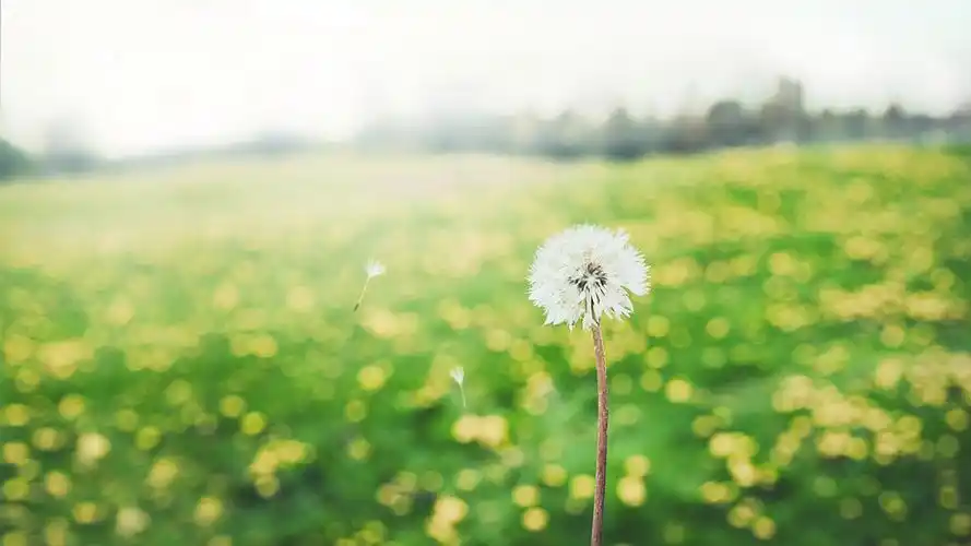 风儿吹拂,蒲公英,蓝天壁纸