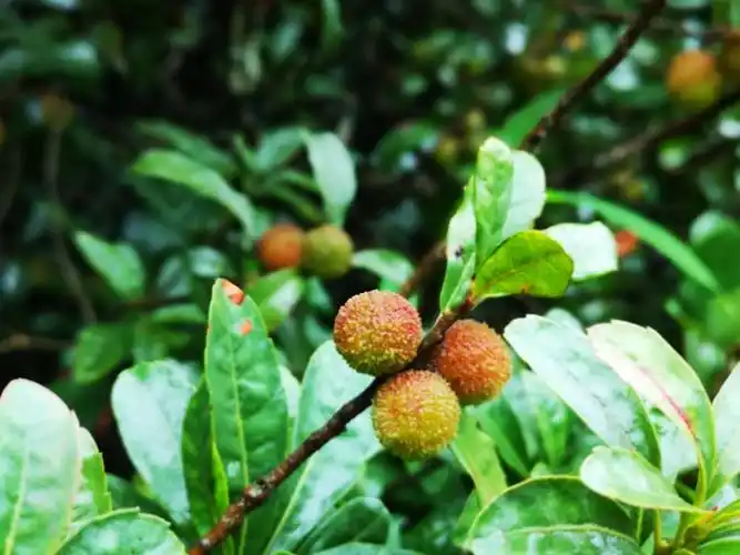 戏水龙纳河,翻越三尖山,历奇探险穿越丛林.