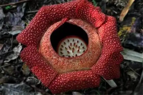 全球十大漂亮罕见的花(世界上10种罕见稀有的花)