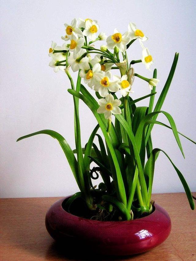 水仙花的风水应用,水仙花放在哪里最好(花卉盆栽摆在家里哪个位置旺财