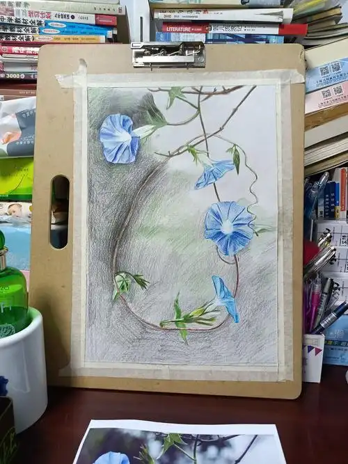 彩铅画《牵牛花》|纯艺术|绘画|拿下22世纪 - 原创作品 - 站酷 (zcool