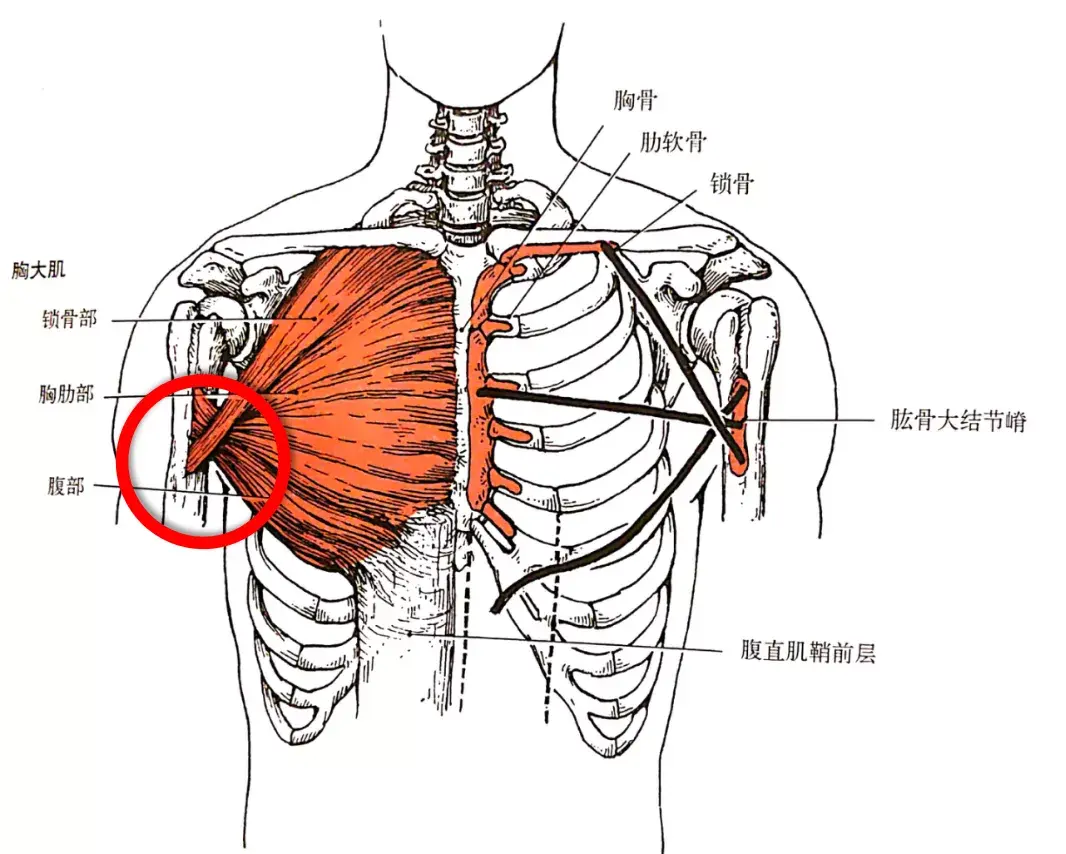 耀61健身你想知道的胸大肌训练思路及动作看这一篇就够了