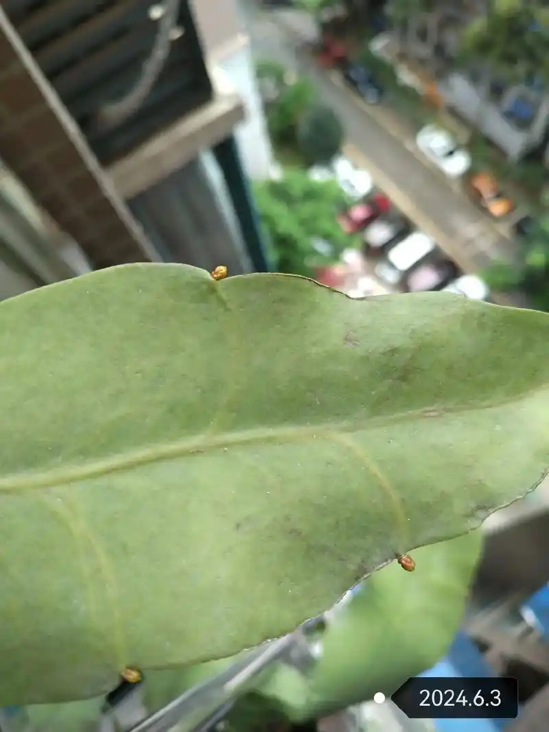 记录我家昙花从长出花苞到开花的全过程!