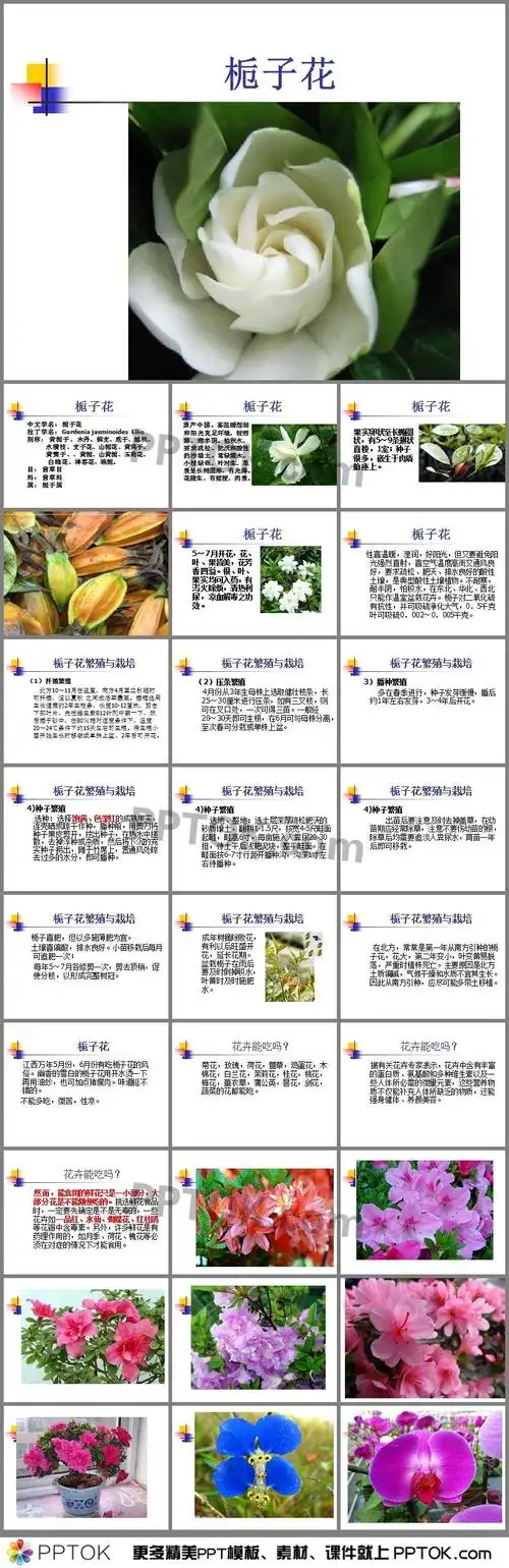 栀子花ppt
