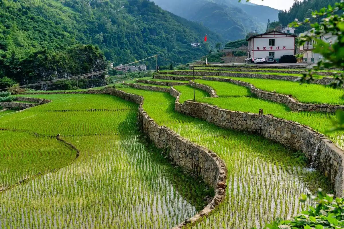 稻田风光 #纳雍 #乡野田间 #美丽乡村 #治愈系风景 # - 抖音