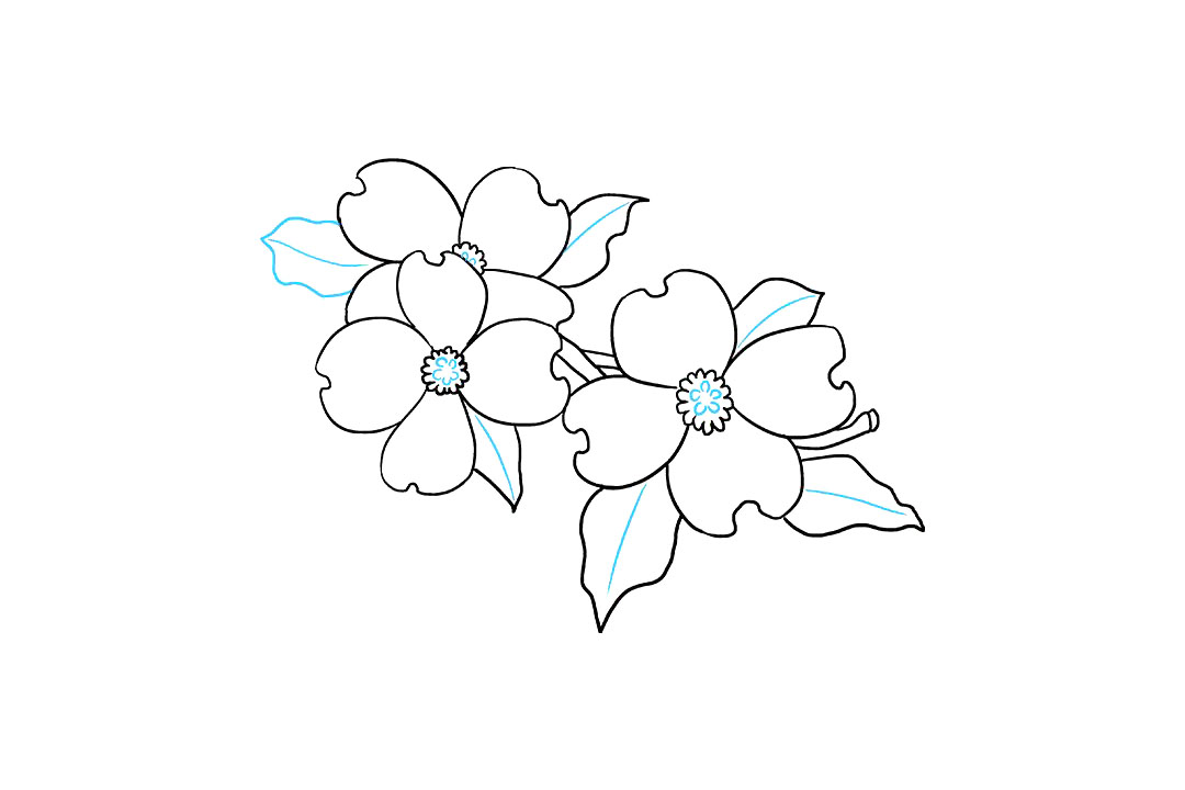 如何画山茱萸花简笔画