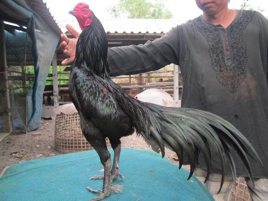 辛集市泰国斗鸡供应斗鸡苗批发