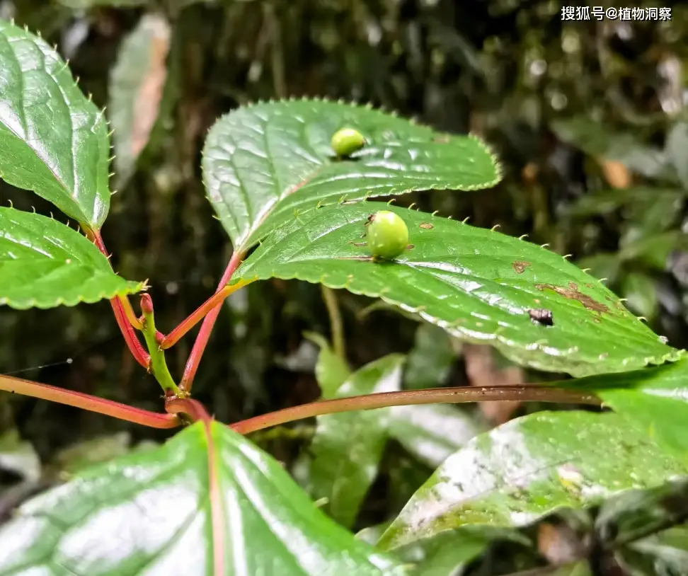 青荚叶,又称叶上花,叶上珠,2大作用,价值极高,宝妈要了解!