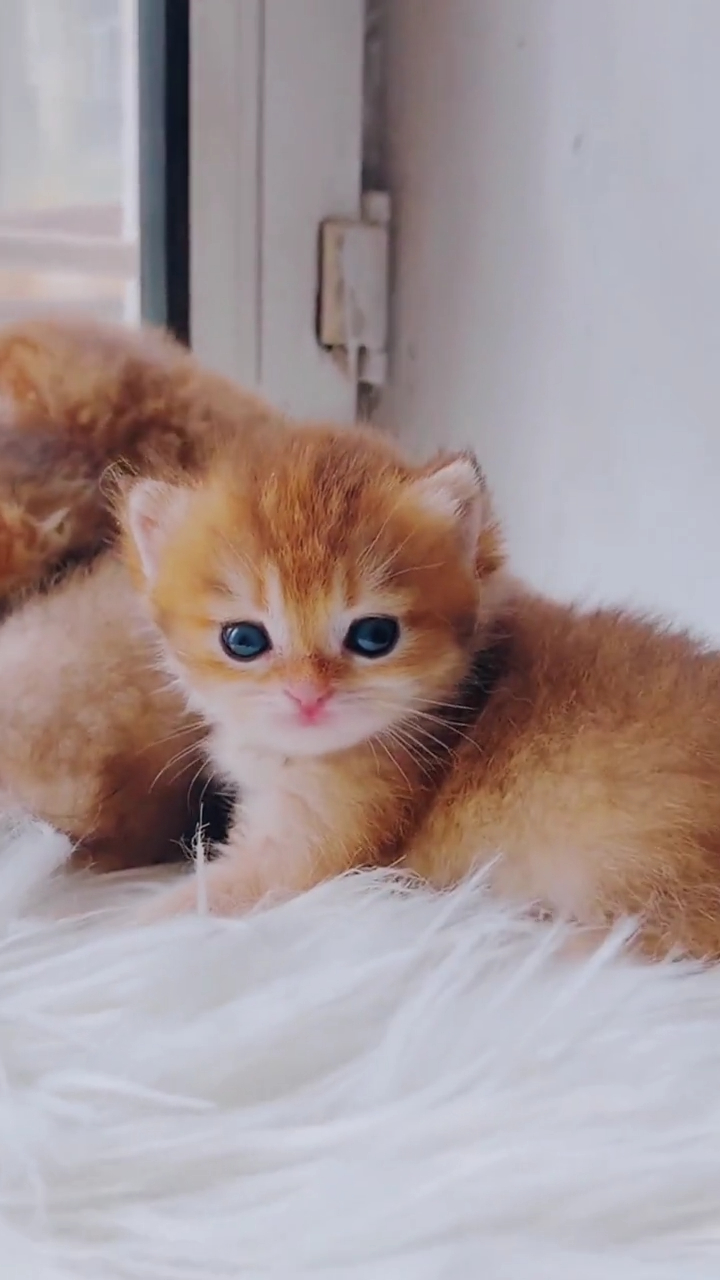 呆萌可爱的小奶猫,你喜欢吗