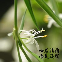 表示清雅淡然的图片_微信头像图片大全