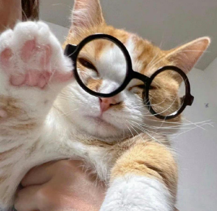 戴眼镜的小猫咪,有没有很斯文的感觉?