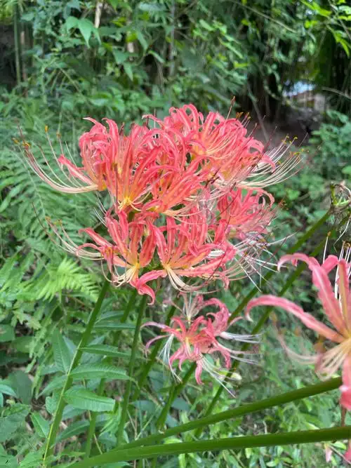 彼岸花 曼珠沙华 曼陀罗花 有毒 也是中草药