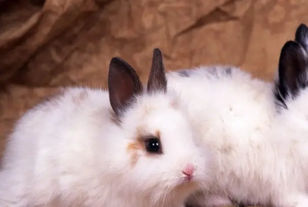 巨型安哥拉兔好养吗?最基本的喂养方法,新手还不学习_