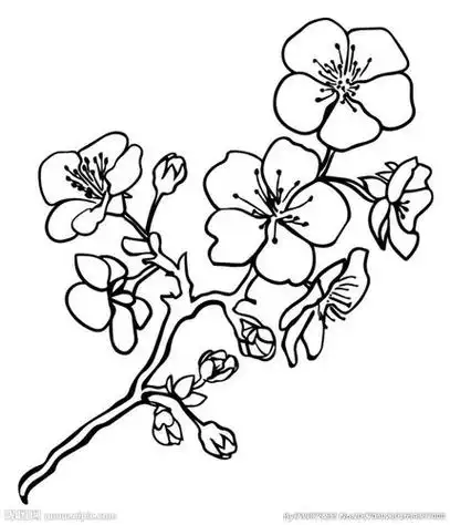 梅花的简笔画梅花的简笔画怎么画最好看又简单