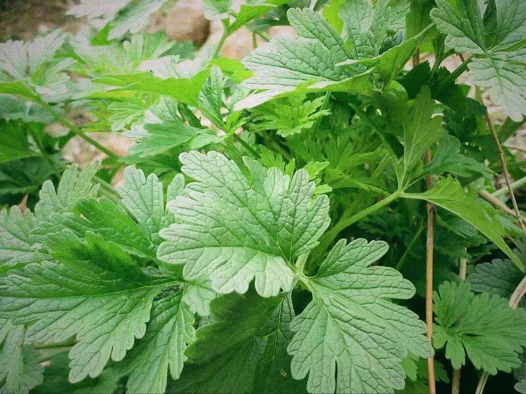 每日一花益母草全草可入药嫩茎叶可食