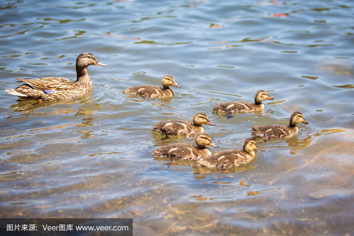 一群可爱的小鸭子在湖边