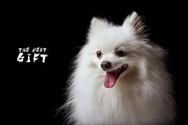 狐狸狗是什么品种狐狸狗图片大全