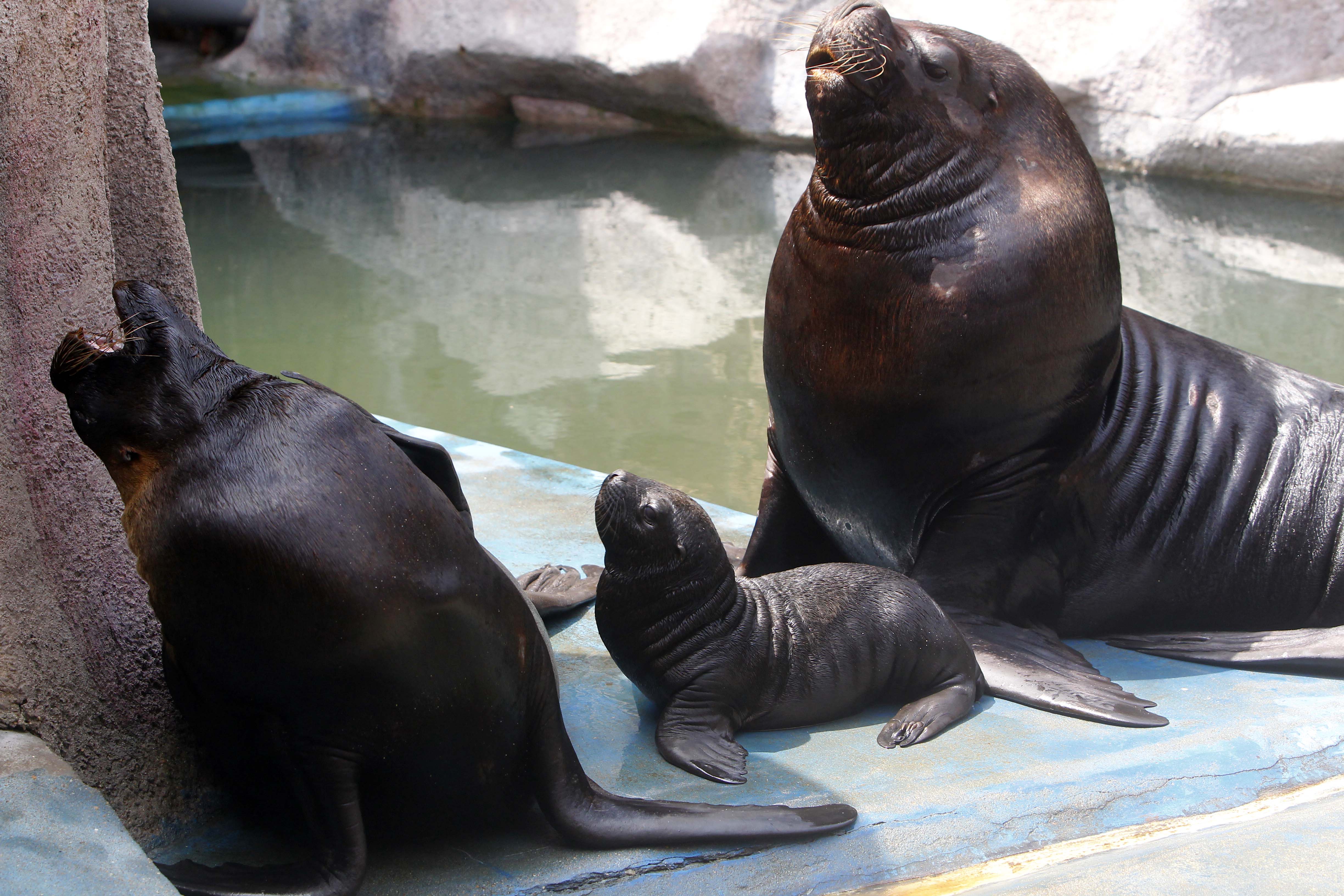 必应美图母亲节加拉帕戈斯海狮和她的宝宝海狮妈妈的宠爱2016年5