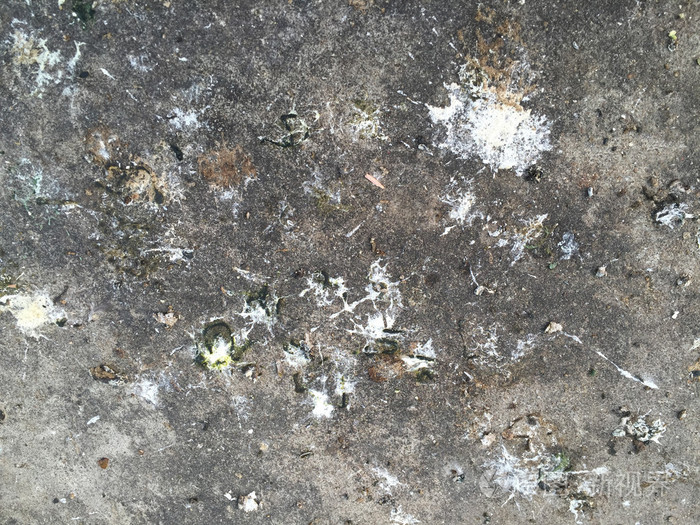 在水泥背景上的鸟粪照片-正版商用图片1n609p-摄图新视界