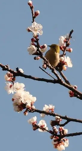 春天是个美丽的季节,花儿盛开,鸟儿齐鸣,雁上枝头,吸引游人观赏游览