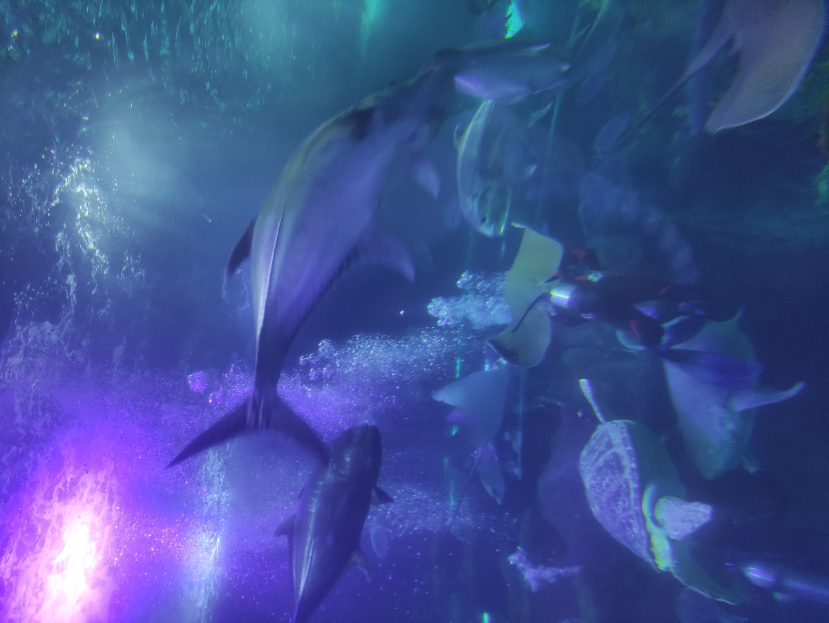 长沙海底世界 - 阿忆儿-念念