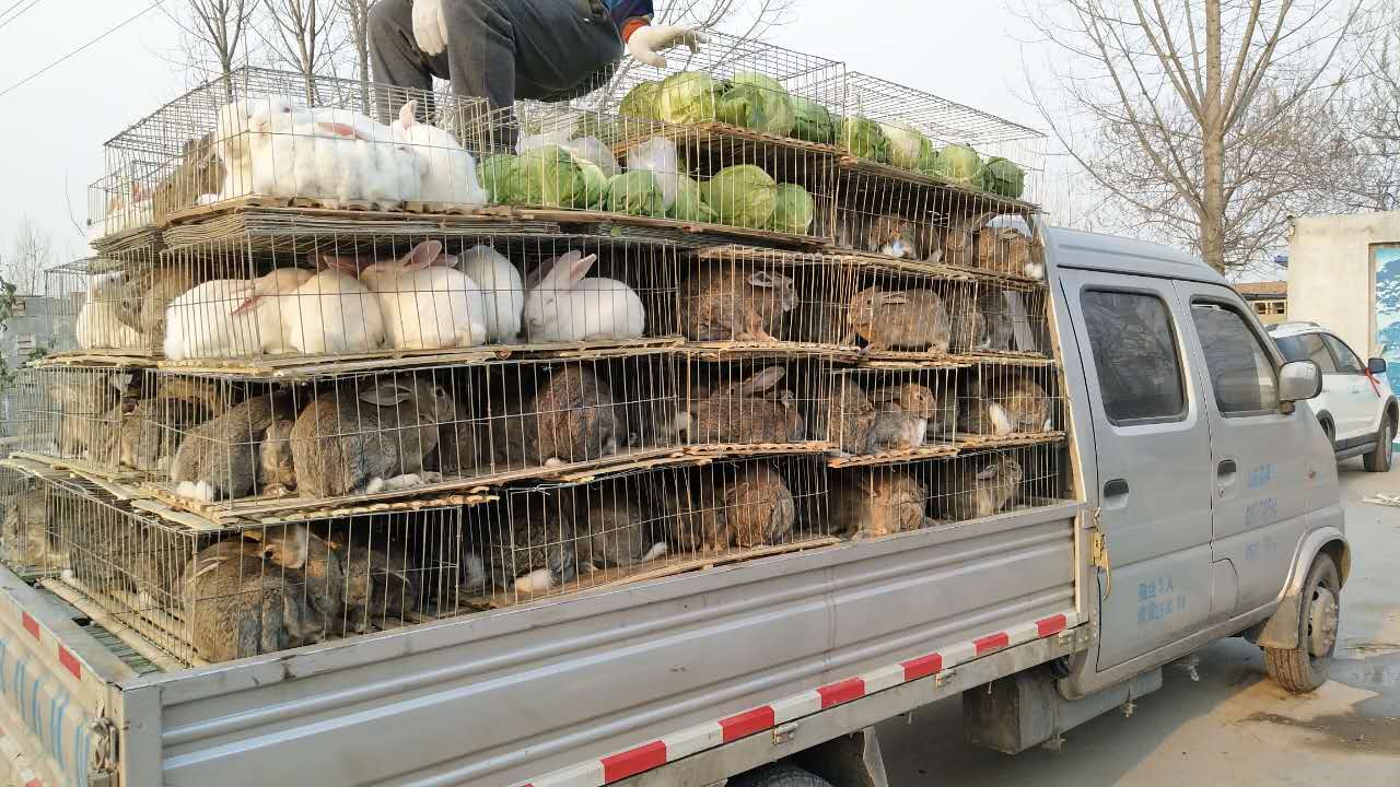 2018肉兔四季高效养殖技术