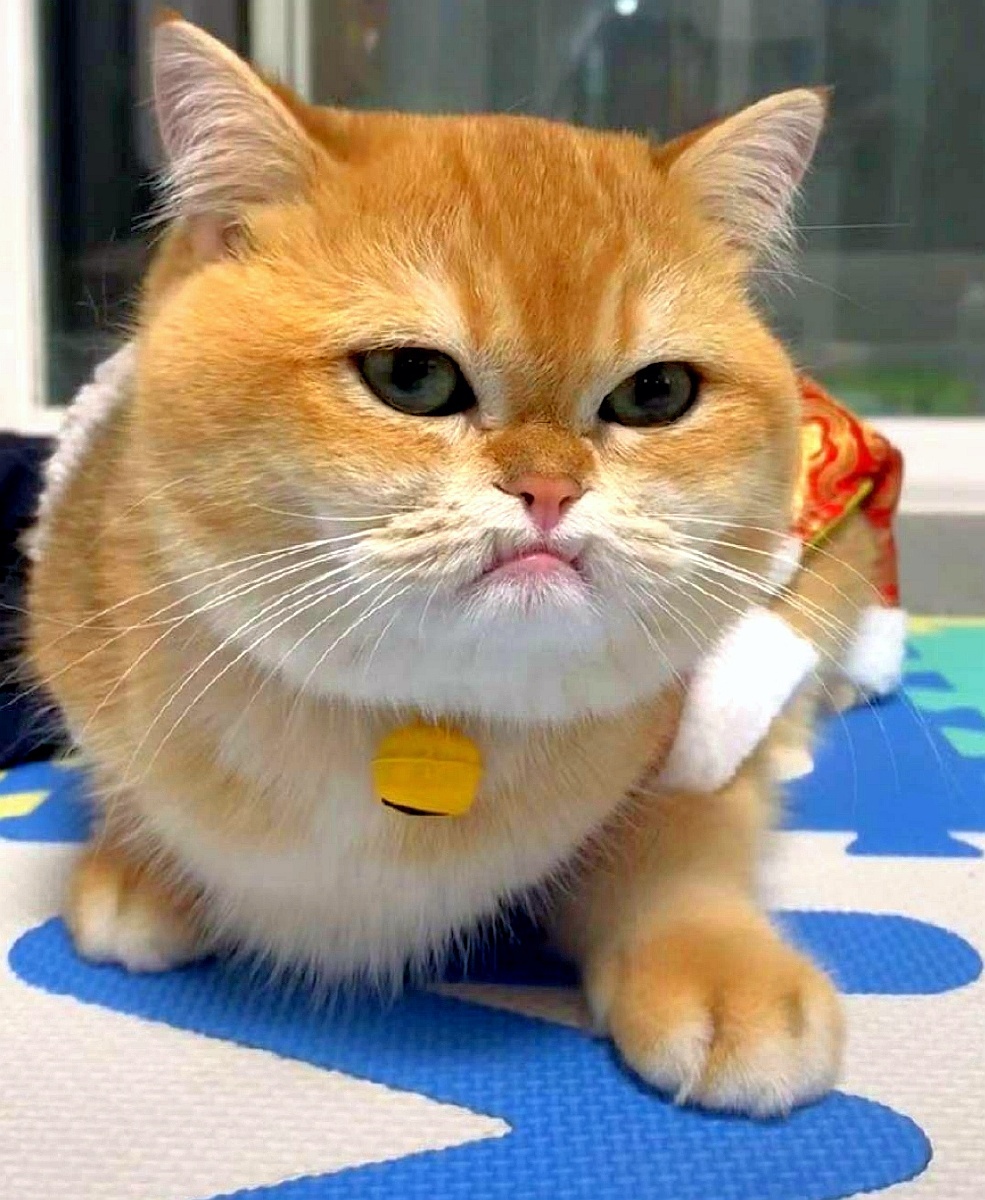 猫非常拽拽的猫