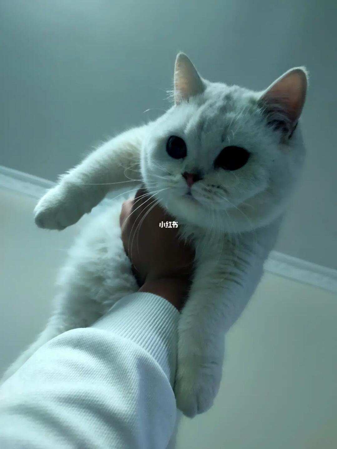 出一只银渐层自家养的