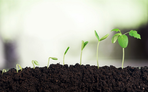 展开地球新生命的成长照片