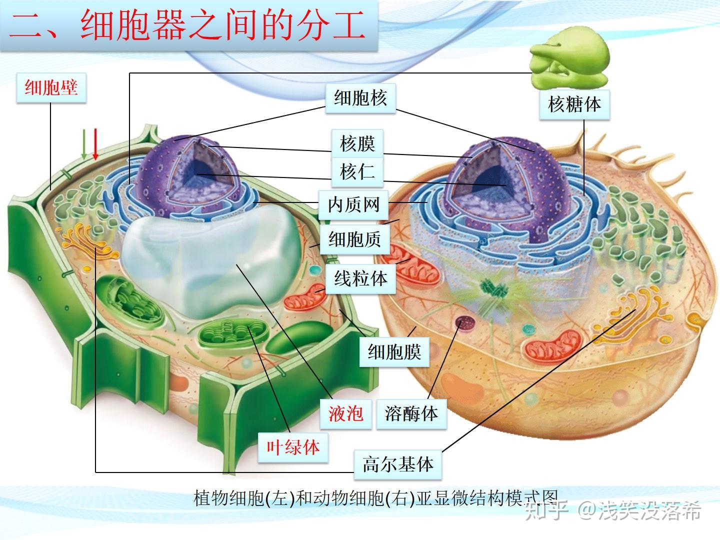 新教材31细胞器之间的分工合作课件上高中生物课件
