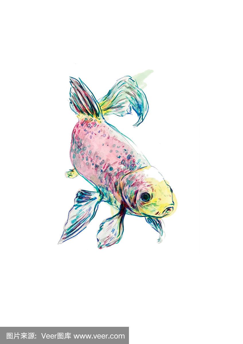 单一的手绘金鱼