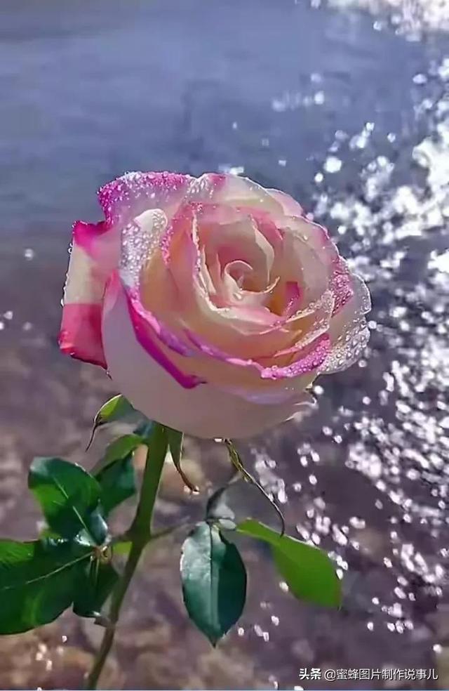 本文关键词:鲜花治愈系图片,阳光下的花唯美,鲜花治愈图片,治愈的花朵