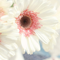 唯美意境一朵花头像图片