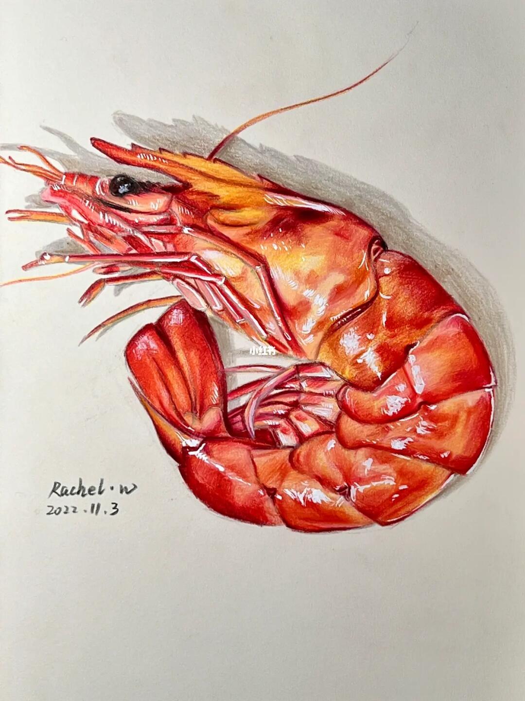 彩铅手绘大虾附步骤