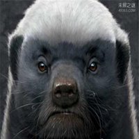 平头哥蜜獾图片头像_微信头像图片大全