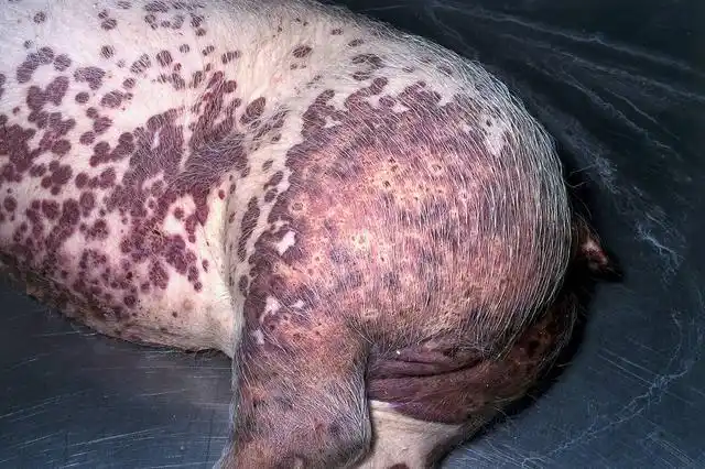 学了猪圆环病毒主要症状不难判断圆环病了