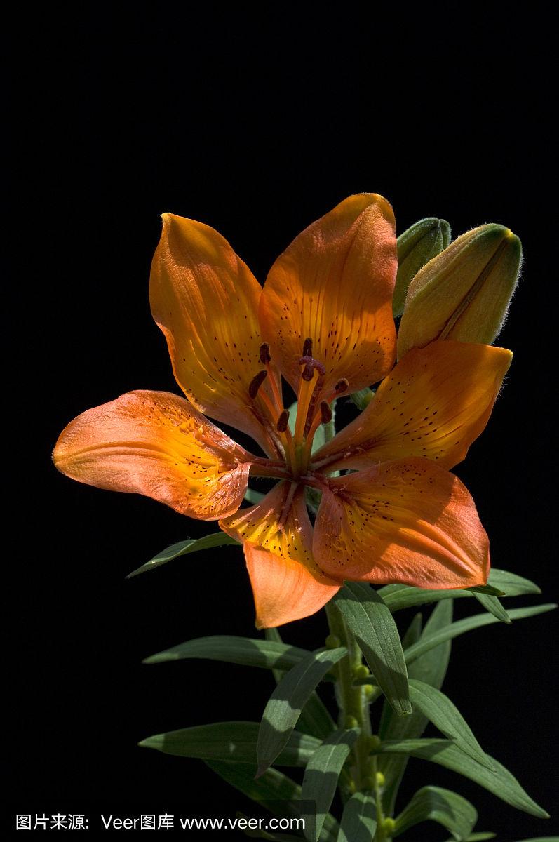 百合属植物;bulbiferum;火百合
