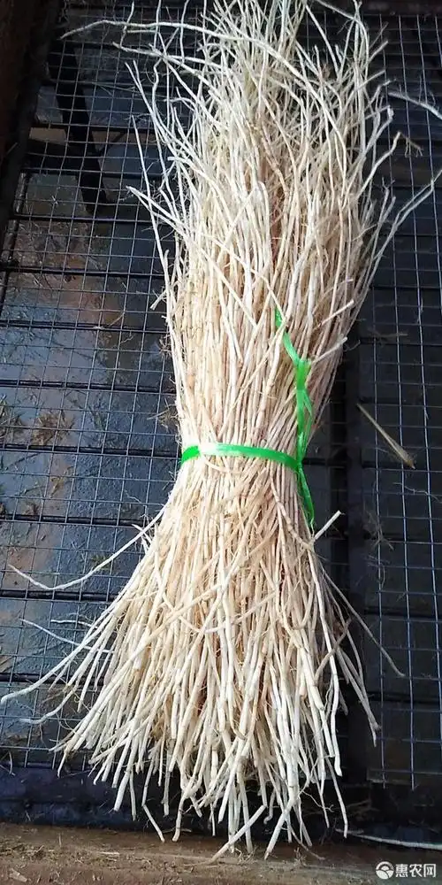 白茅根 野生新鲜白矛根