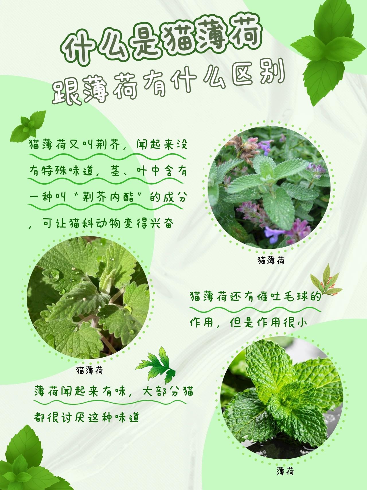 9797猫薄荷又叫荆芥,多年生草本,它的茎,叶中含有一种叫做"荆 芥