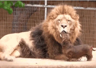 搞笑动图:盘点那些后台强硬的汪汪和喵喵_娱乐频道_中华网