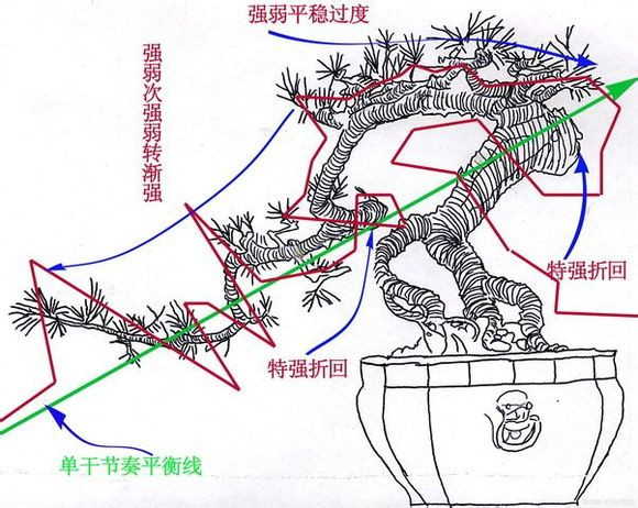 园艺天下之黄金比例在树桩盆景制作时的应用
