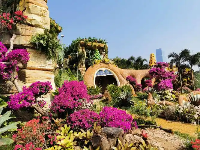 2019深圳簕杜鹃花展