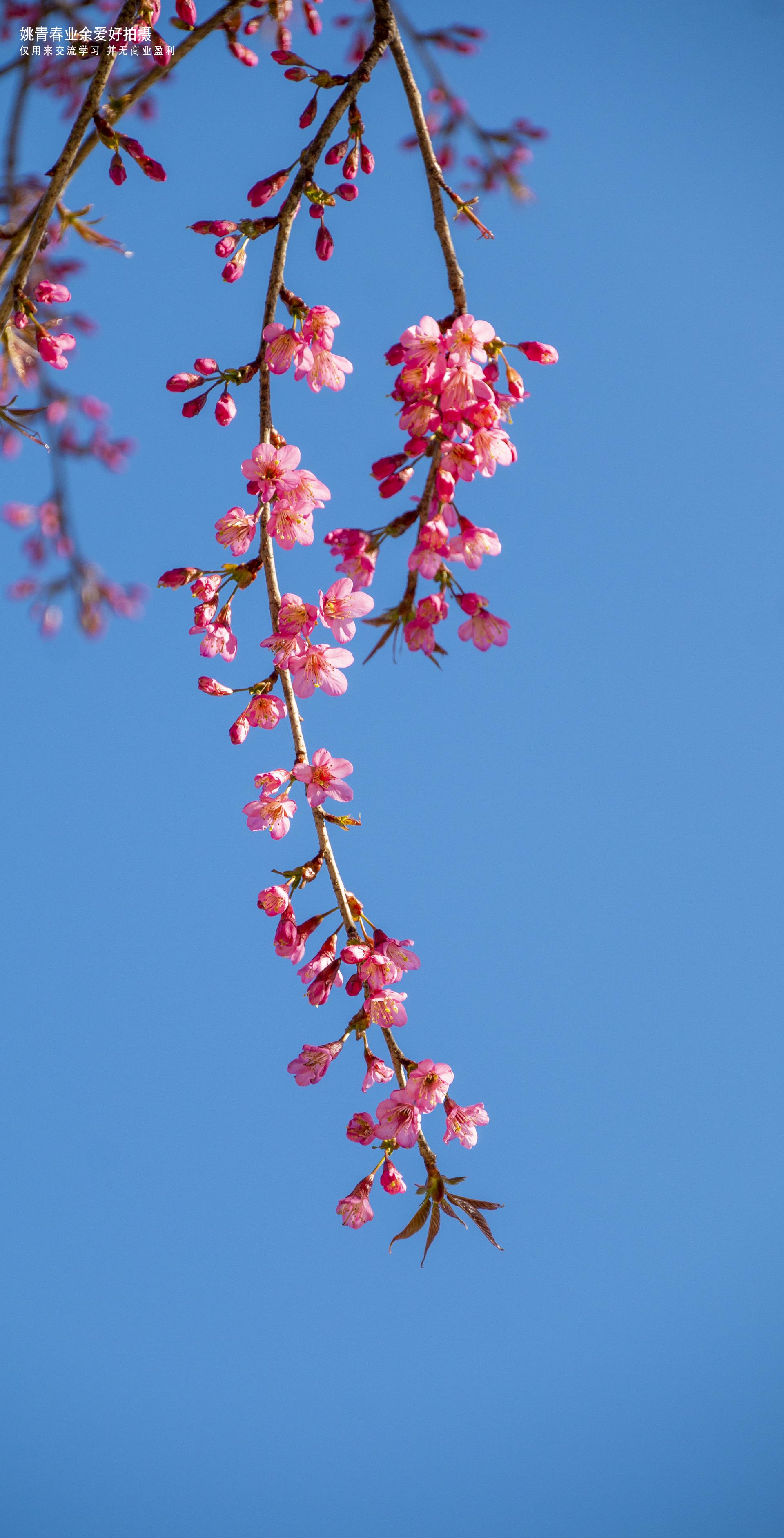 凤庆凤庆县临沧市凤庆县云南省凤庆县姚青春自然风光山水风景