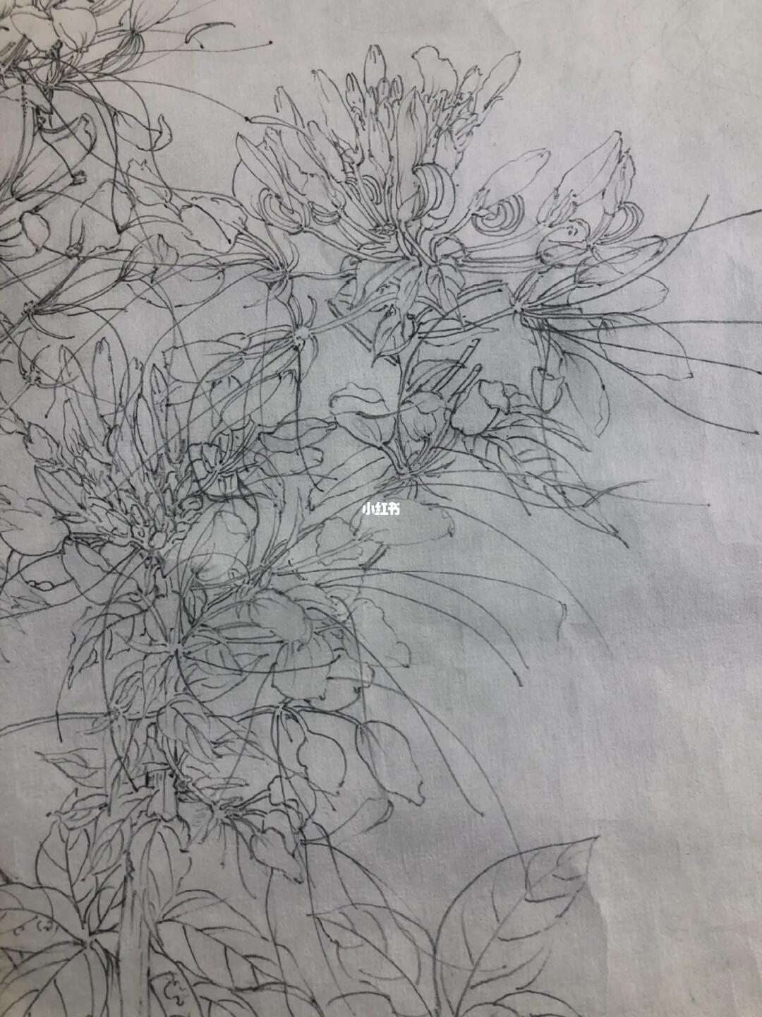 醉蝶花.复杂,太难熬了,不过还是痛并快乐着