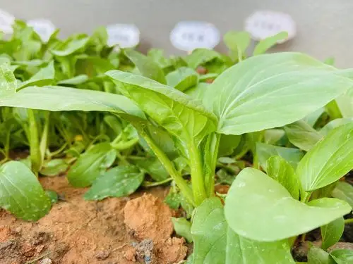 小青菜成长记——【仙居伟才幼儿园大①班】