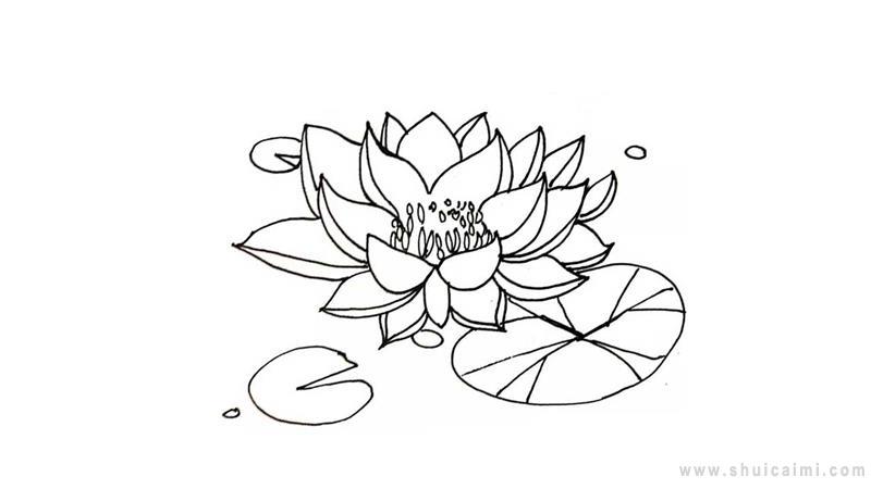 植物花卉漂亮睡莲的简笔画